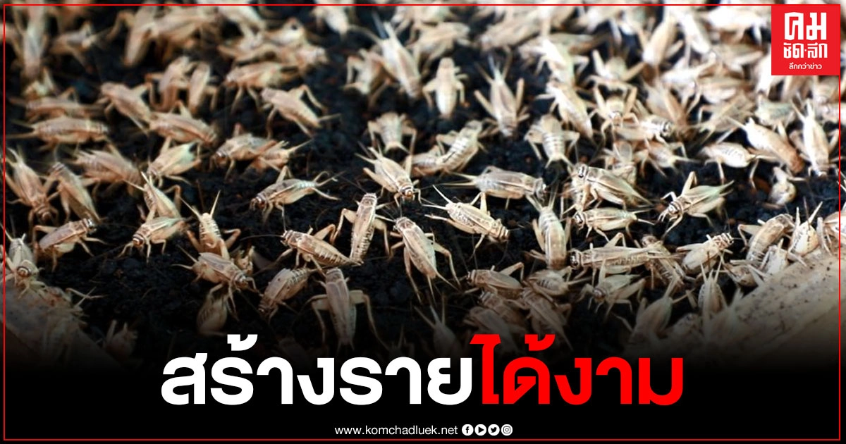 ชาวนาอำเภออุทัย ผันตัวเองเลี้ยงจิ้งหรีดขาย ในภาวะน้ำน้อย  สร้างรายได้งาม