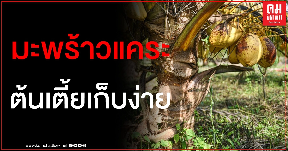 รู้จัก "เหวินเย" มะพร้าวพันธุ์ใหม่จีน ให้ผลผลิตเร็ว รสหวานหอม แถมต้นเตี้ยเก็บง่าย