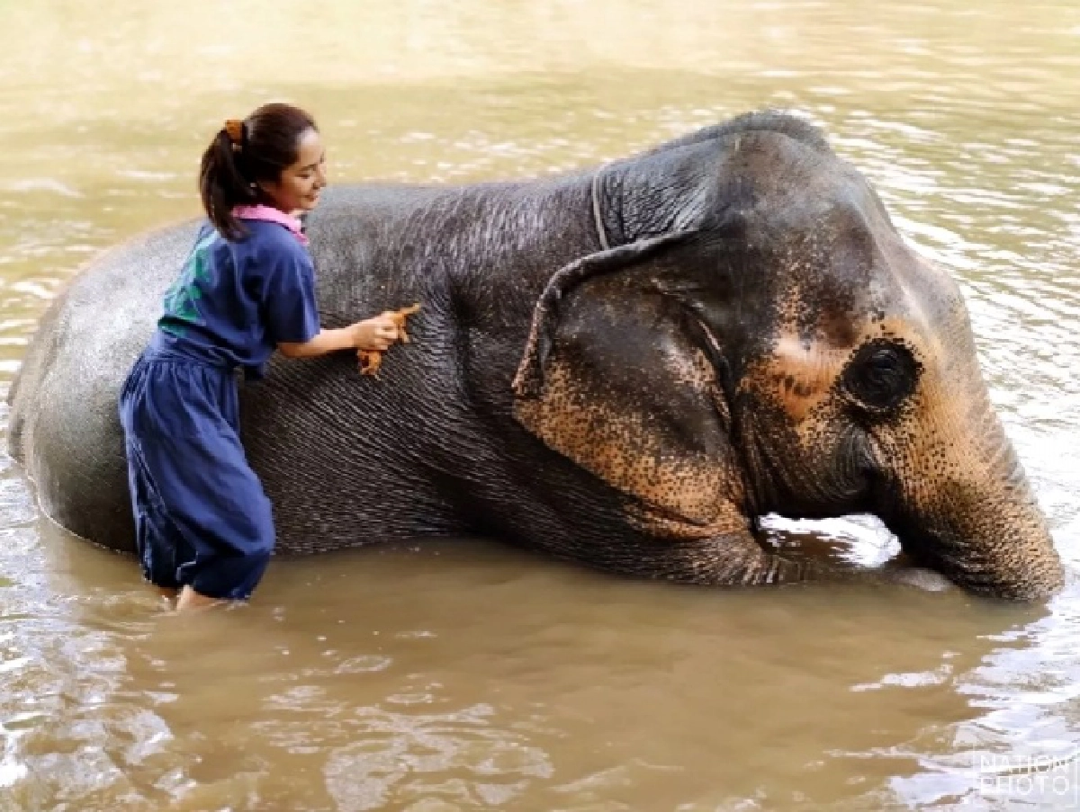 13​ มี.ค. "วันช้างไทย"​ ปลุกคนไทยรักช้าง​ หวงแหนช้าง​ ร่วมกันอนุรักษ์ช้างไทย