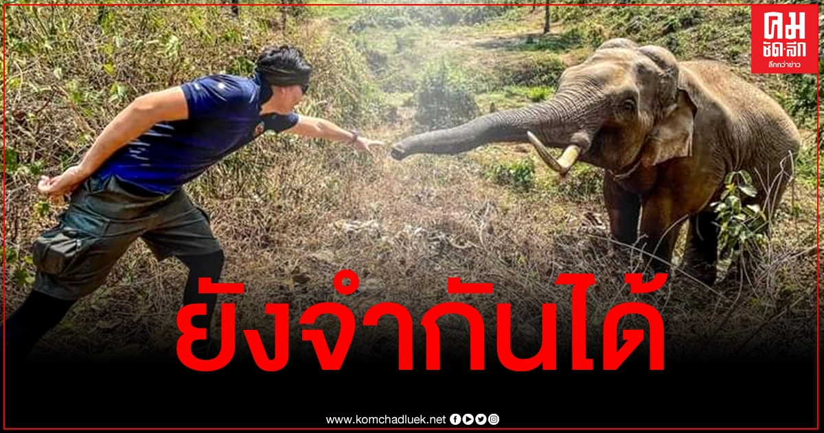 "หมอล็อต" เผยเรื่องราวสุดประทับใจ หลังได้เจอ "ช้างป่า" ตัวที่เคยรักษาให้อีกครั้ง