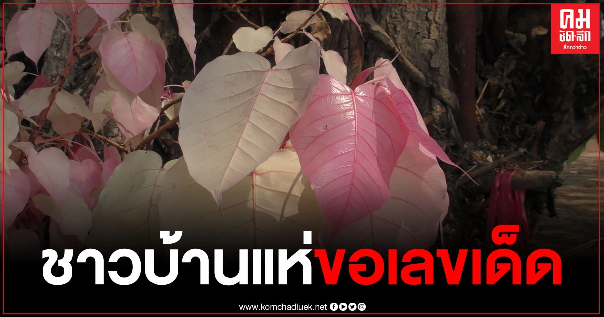 เลขเด็ด "ต้นโพธิ์เงินโพธิ์ทอง" มาแล้ว แตกกอเป็นใบสีทองและสีเงิน ชาวบ้านเสี่ยงทายได้เลขเด็ด เลขเด็ด "ต้นโพธิ์เงินโพธิ์ทอง" มาแล้ว แตกกอเป็นใบสีทองและสีเงิน ชาวบ้านเสี่ยงทายได้เลขเด็ด