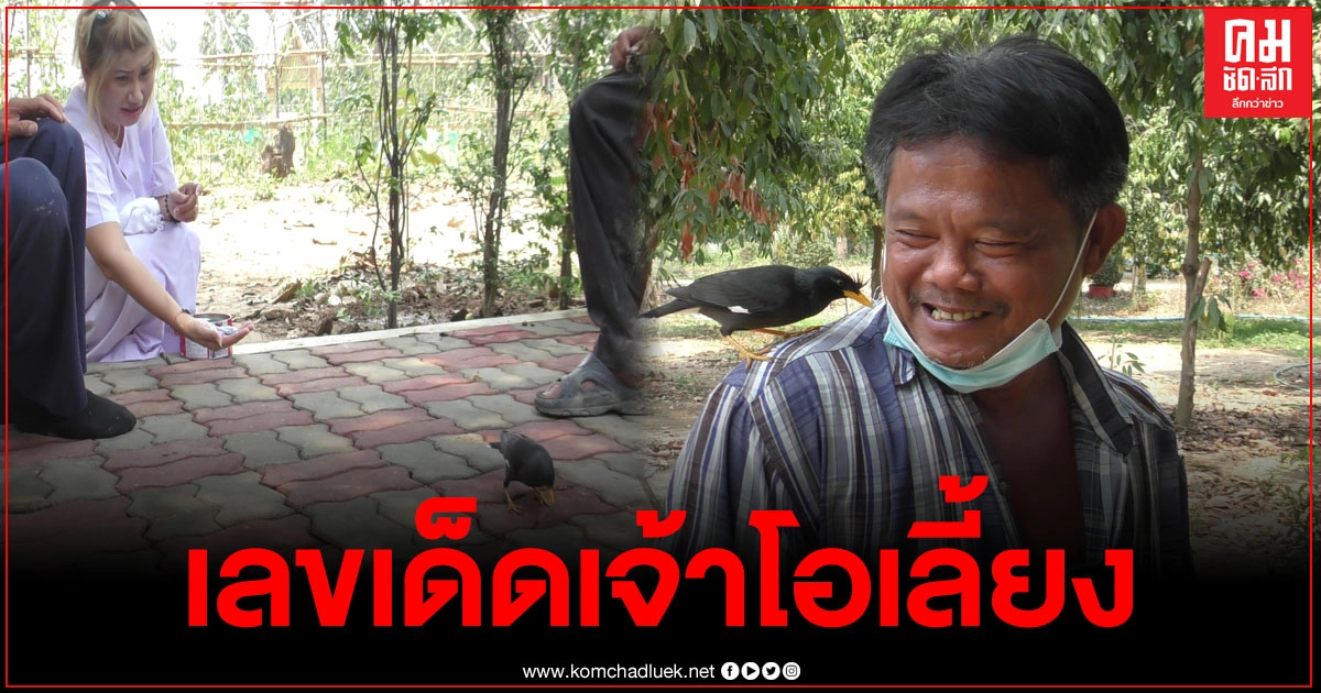 คอหวยได้ลุ้น เลขเด็ดจากเจ้าโอเลี้ยง นกเอี้ยงชอบใบ้หวย คอหวยได้ลุ้น เลขเด็ดจากเจ้าโอเลี้ยง นกเอี้ยงชอบใบ้หวย