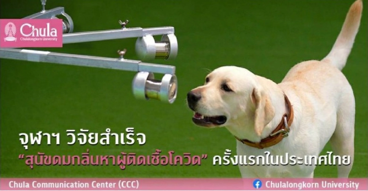  ครั้งแรกในไทย  จุฬาฯ วิจัยสำเร็จ "สุนัขดมกลิ่นหาผู้ติดเชื้อโควิด"