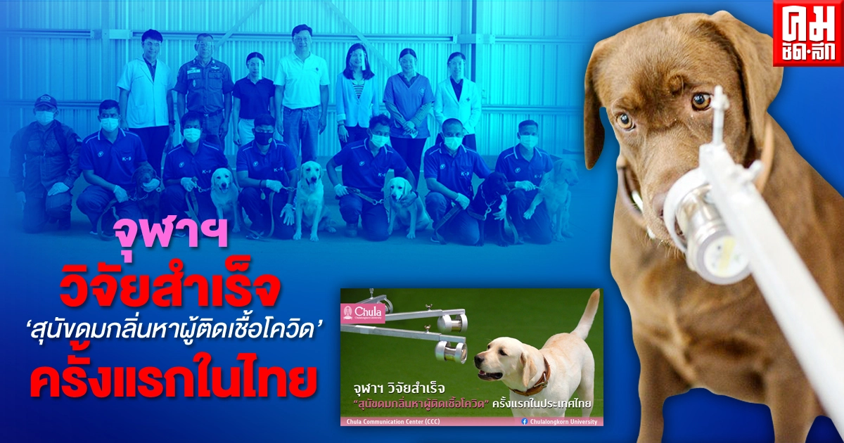 ครั้งแรกในไทย จุฬาฯ วิจัยสำเร็จ "สุนัขดมกลิ่นหาผู้ติดเชื้อโควิด" ครั้งแรกในไทย จุฬาฯ วิจัยสำเร็จ "สุนัขดมกลิ่นหาผู้ติดเชื้อโควิด"