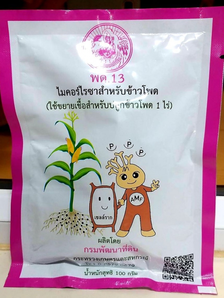 พด. ชูผลิตภัณฑ์ใหม่ พด.13 นวัตกรรมไมคอร์ไรซาสำหรับข้าวโพด