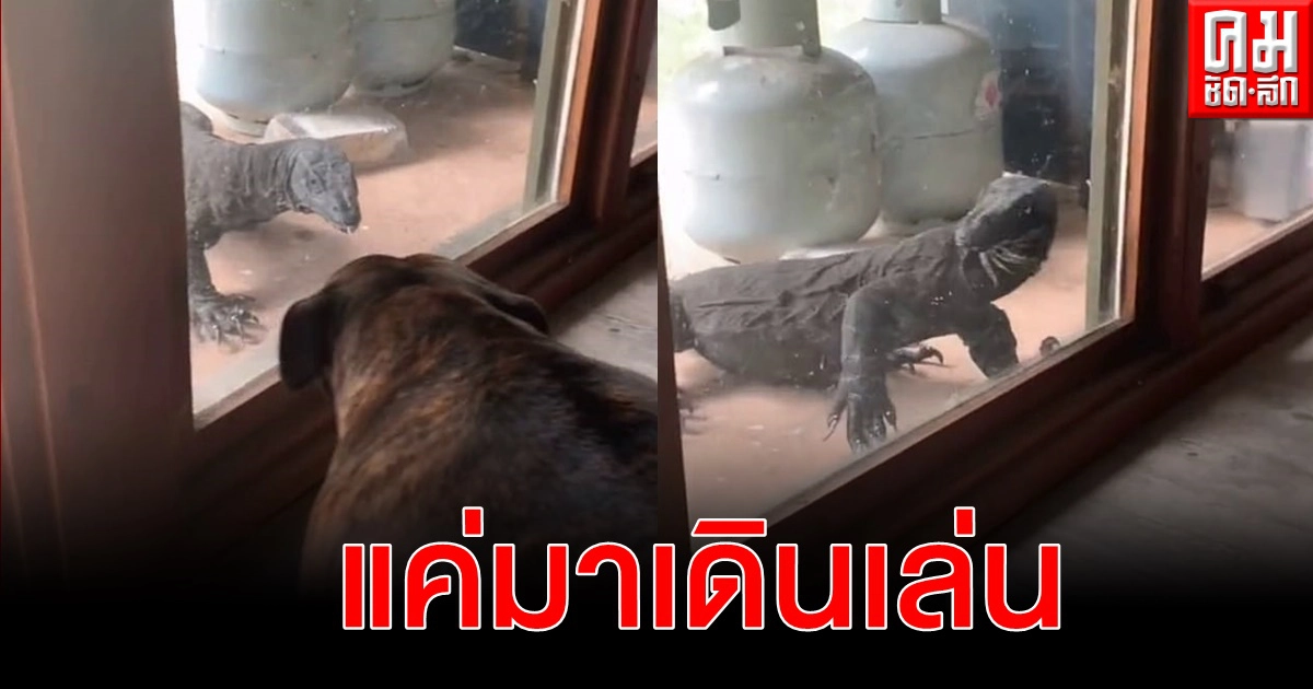 ชาวเน็ตต่างแดนตะลึงคลิปตะกวดยักษ์ โผล่หน้ากระจกประตูบ้านนศ.ออสซี่ ท่าทางอยากรู้อยากเห็น ชาวเน็ตต่างแดนตะลึงคลิปตะกวดยักษ์ โผล่หน้ากระจกประตูบ้านนศ.ออสซี่ ท่าทางอยากรู้อยากเห็น