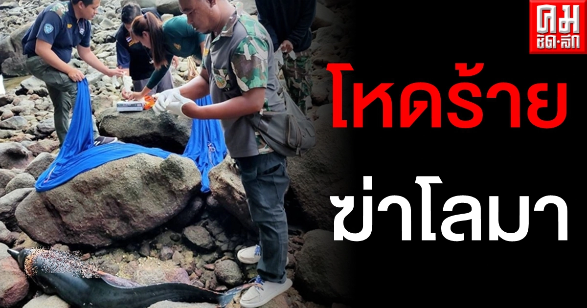 น่าสงสารมาก โลมาน้อยโชคร้ายถูกมือดีกรีดตัวเป็นแผลเหวอะ นอนตายอนาถบนโขดหิน น่าสงสารมาก โลมาน้อยโชคร้ายถูกมือดีกรีดตัวเป็นแผลเหวอะ นอนตายอนาถบนโขดหิน