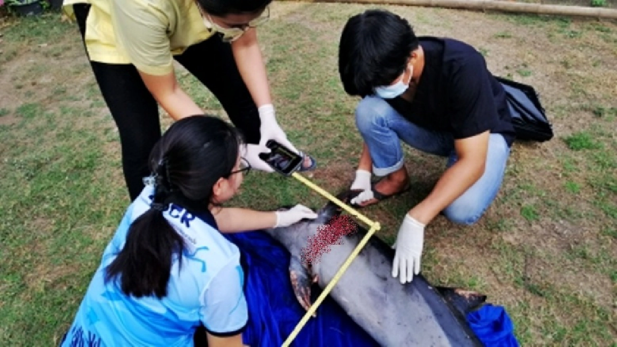น่าสงสารมาก โลมาน้อยโชคร้ายถูกมือดีกรีดตัวเป็นแผลเหวอะ นอนตายอนาถบนโขดหิน