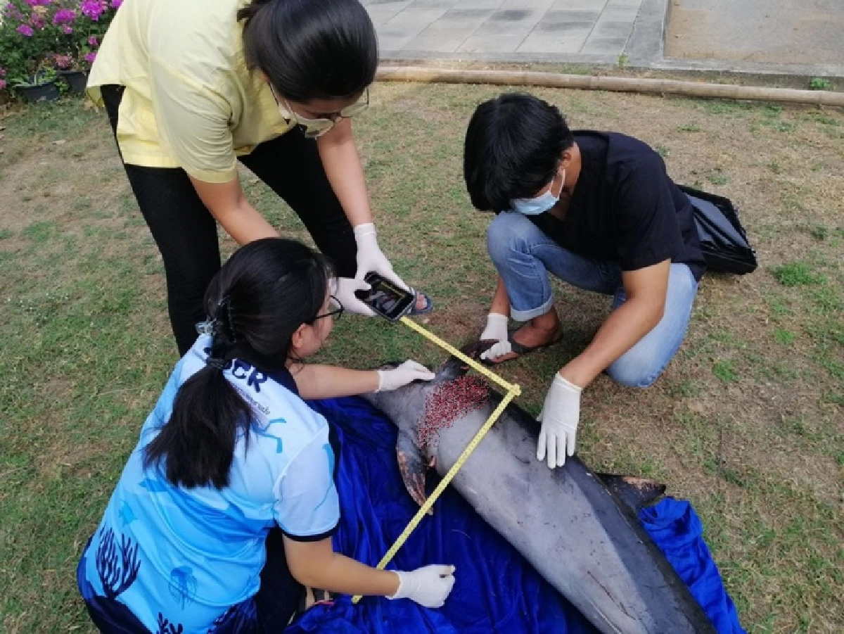 น่าสงสารมาก โลมาน้อยโชคร้ายถูกมือดีกรีดตัวเป็นแผลเหวอะ นอนตายอนาถบนโขดหิน