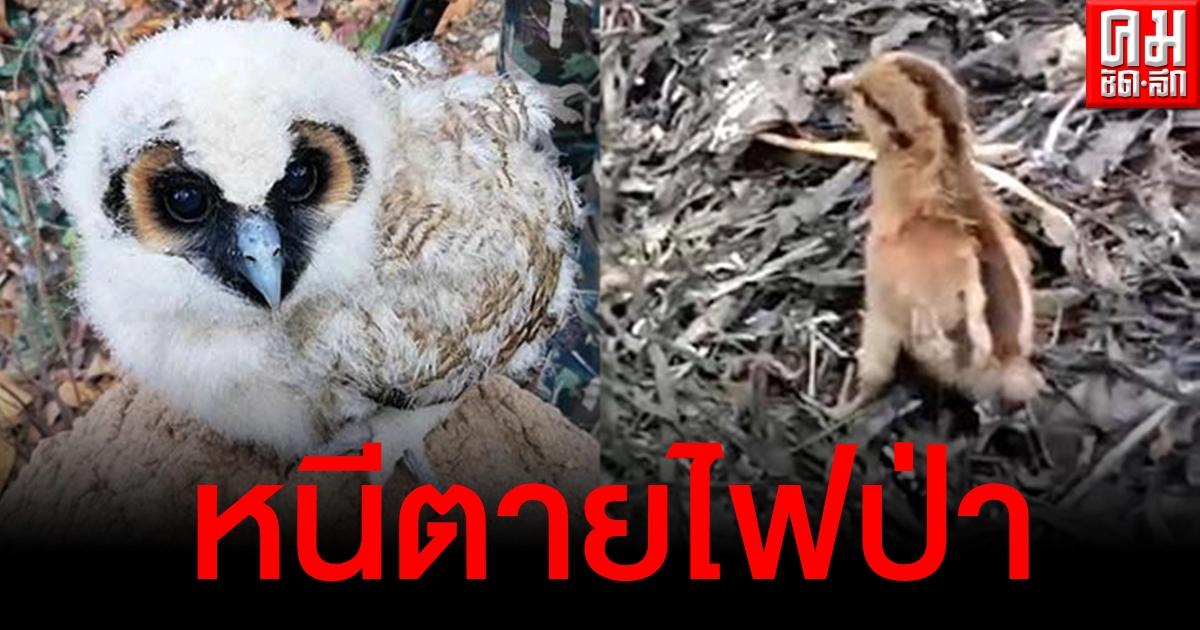 สารพัดสัตว์หนีตายไฟป่าเชียงใหม่ ล่าสุด "นกฮูก-ไก่ป่า" หวิดถูกย่างสด สารพัดสัตว์หนีตายไฟป่าเชียงใหม่ ล่าสุด "นกฮูก-ไก่ป่า" หวิดถูกย่างสด