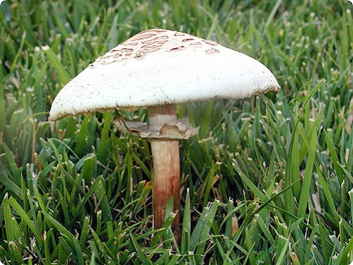 "กรมการแพทย์" เตือนระวังกิน "เห็ดขี้ควาย"พิษรุนแรงถึงตายได้