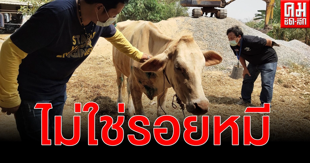 วัวปู่ฤาษีถูกสัตว์ไม่ทราบชนิดบุกกัดแผลเหวอะสร้างความสงสารแก่ผู้พบเห็น วัวปู่ฤาษีถูกสัตว์ไม่ทราบชนิดบุกกัดแผลเหวอะสร้างความสงสารแก่ผู้พบเห็น