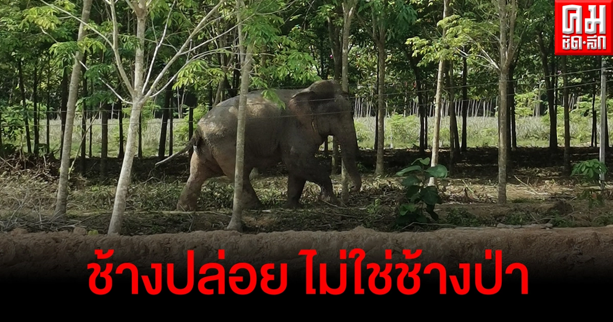 หนุ่มสูญเสียแม่ ช้าง บุกทำร้ายในเขตบ้านแต่ไร้การเยียวยา เผยไม่ใช่ช้างป่า