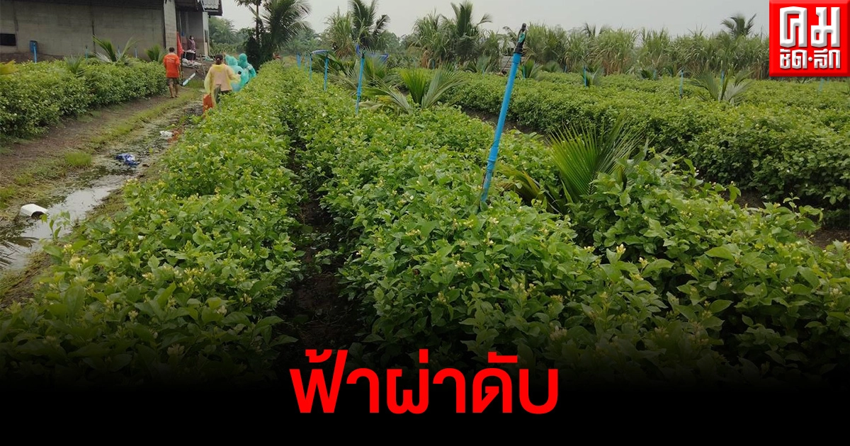 หนุ่มออกเก็บดอกไม้ตอนเช้า เคราะห์ร้ายฟ้าผ่าดับคาสวนมะลิ หนุ่มออกเก็บดอกไม้ตอนเช้า เคราะห์ร้ายฟ้าผ่าดับคาสวนมะลิ