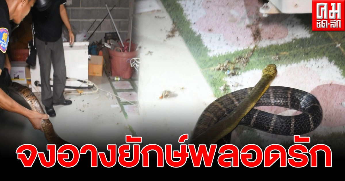 ชาวสวนผลไม้ผงะ หลังเจองูจงอางตัวใหญ่ 2 ตัว กำลังพลอดรักในห้องเก็บของ ชาวสวนผลไม้ผงะ หลังเจองูจงอางตัวใหญ่ 2 ตัว กำลังพลอดรักในห้องเก็บของ