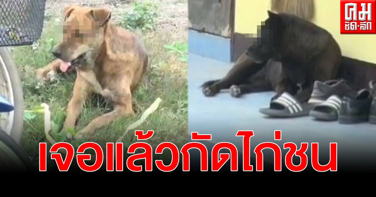 เจอแล้ว 2 หมาจรจัดอาศัยป้อมตำรวจ ร.ต.ท.รุดเจรจากัดไก่ชนตายนับร้อยตัว เจอแล้ว 2 หมาจรจัดอาศัยป้อมตำรวจ ร.ต.ท.รุดเจรจากัดไก่ชนตายนับร้อยตัว
