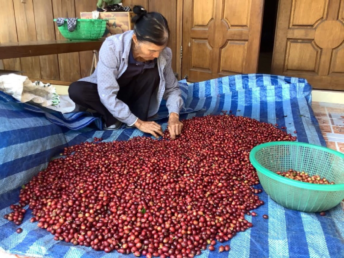 กสส.  ชู"กาแฟดอยสะเก็ด" ตัวอย่างสินค้าสหกรณ์ที่พัฒนาได้ครบวงจร