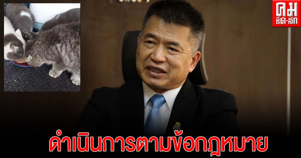 ป.ป.ส. ย้ำขายทอดตลาด "แมว" ดำเนินการตามข้อกฎหมาย ป.ป.ส. ย้ำขายทอดตลาด "แมว" ดำเนินการตามข้อกฎหมาย