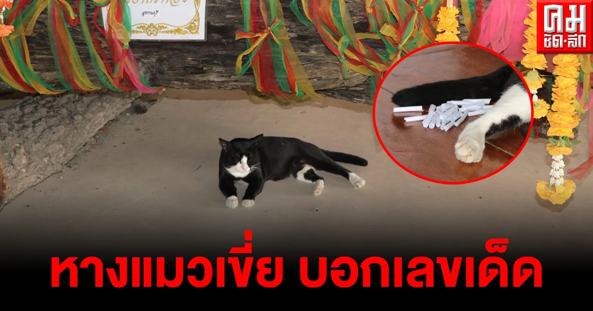 แห่ขอเลขเด็ด "เจ้าโทน" แมวแม่ตะเคียนใบ้หวย ใช้หางเขี่ยเลขเสี่ยงทาย แห่ขอเลขเด็ด "เจ้าโทน" แมวแม่ตะเคียนใบ้หวย ใช้หางเขี่ยเลขเสี่ยงทาย