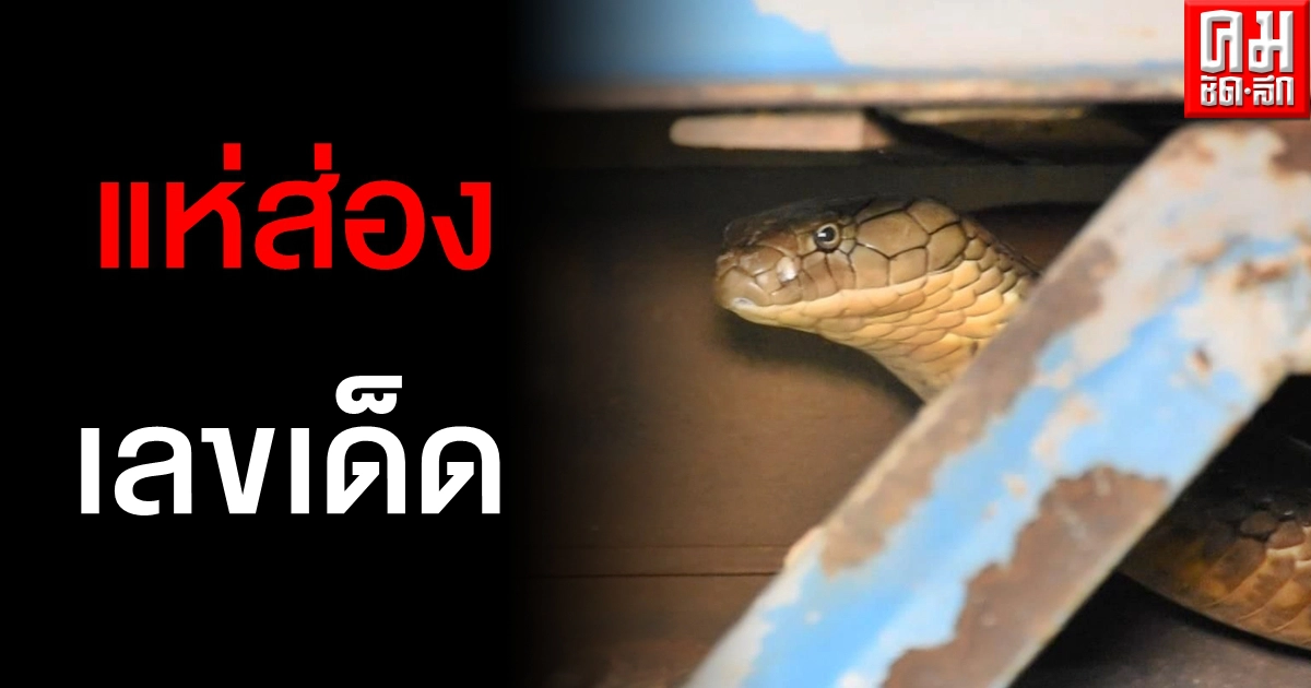 จับระทึก งูจงอางยาวกว่า 4 เมตร เลื้อยซุกใต้ท้อง 6 ล้อ คอหวยไม่พลาดส่องทะเบียนรถ จับระทึก งูจงอางยาวกว่า 4 เมตร เลื้อยซุกใต้ท้อง 6 ล้อ คอหวยไม่พลาดส่องทะเบียนรถ