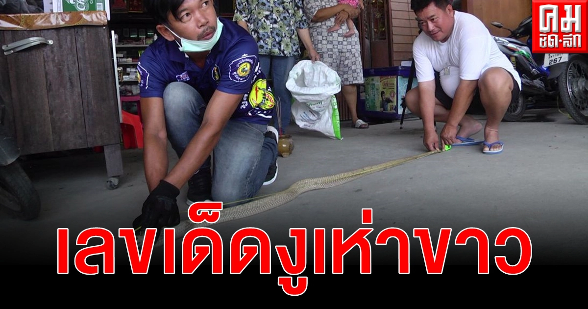 ฮือฮา งูเห่าขาว แห่ขอ เลขเด็ด วัดความยาวจะจะ 3 หลัก เชื่องูเจ้าที่ให้โชคลาภ ฮือฮา งูเห่าขาว แห่ขอ เลขเด็ด วัดความยาวจะจะ 3 หลัก เชื่องูเจ้าที่ให้โชคลาภ