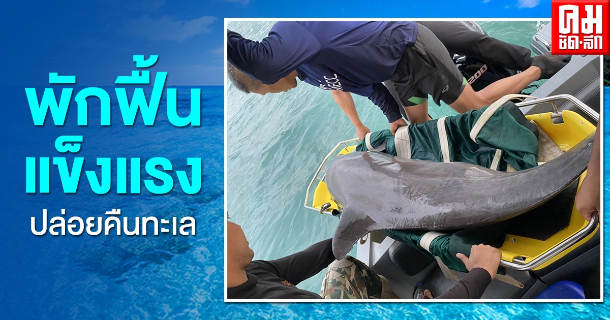 ทีมสัตว์แพทย์ พร้อมศรชล.ตราด นำโลมาปากขวดปล่อยลงทะเล หน้าเกาะช้างอย่างปลอดภัย หลังจากพักฟื้นสภาพร่างกายแข็งแรง ทีมสัตว์แพทย์ พร้อมศรชล.ตราด นำโลมาปากขวดปล่อยลงทะเล หน้าเกาะช้างอย่างปลอดภัย หลังจากพักฟื้นสภาพร่างกายแข็งแรง