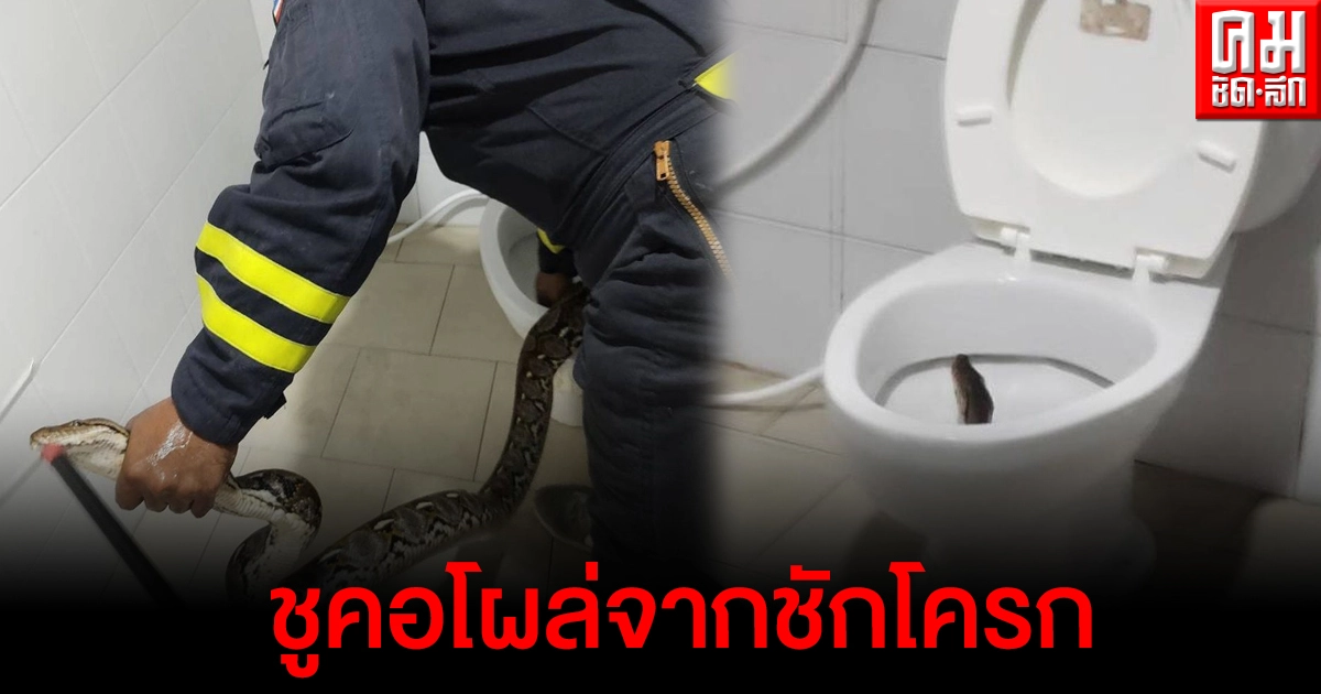 หนุ่มนั่งปลดทุกข์ในห้องน้ำภายในบ้าน มีแขกไม่ได้รับเชิญ โผล่กลางชักโครก หนุ่มนั่งปลดทุกข์ในห้องน้ำภายในบ้าน มีแขกไม่ได้รับเชิญ โผล่กลางชักโครก