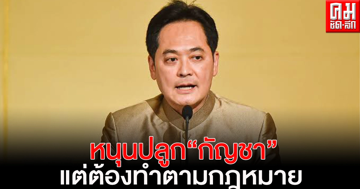 "รัฐบาล" สนับสนุนการปลูกกัญชา-เพิ่มมูลค่าเศรษฐกิจ ย้ำต้องทำตามกฎหมาย