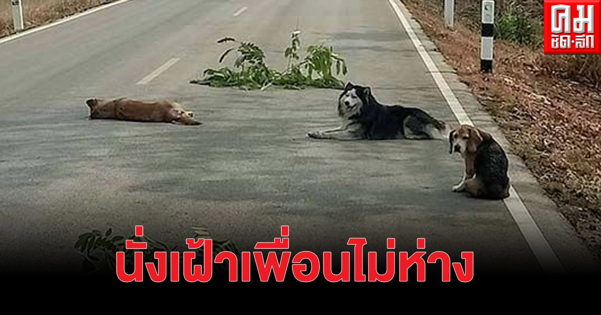 แชร์สนั่นโซเชียล สุนัข 2 ตัวนอนเฝ้าอีกตัวที่ถูกรถชน พร้อมขู่ไม่ให้ใครเข้าใกล้ แชร์สนั่นโซเชียล สุนัข 2 ตัวนอนเฝ้าอีกตัวที่ถูกรถชน พร้อมขู่ไม่ให้ใครเข้าใกล้