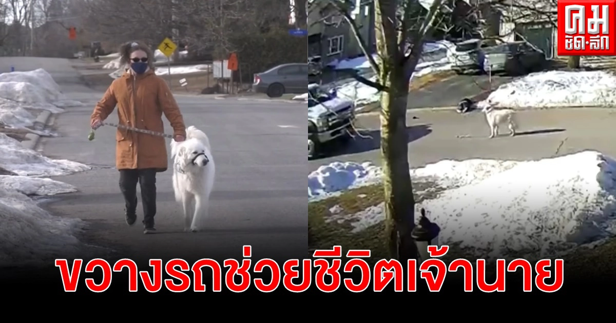 เพื่อนแท้ 4 ขา ขวางรถกลางถนนเพื่อช่วยชีวิตเจ้าของหลังลมชักฟุบข้างทาง เพื่อนแท้ 4 ขา ขวางรถกลางถนนเพื่อช่วยชีวิตเจ้าของหลังลมชักฟุบข้างทาง