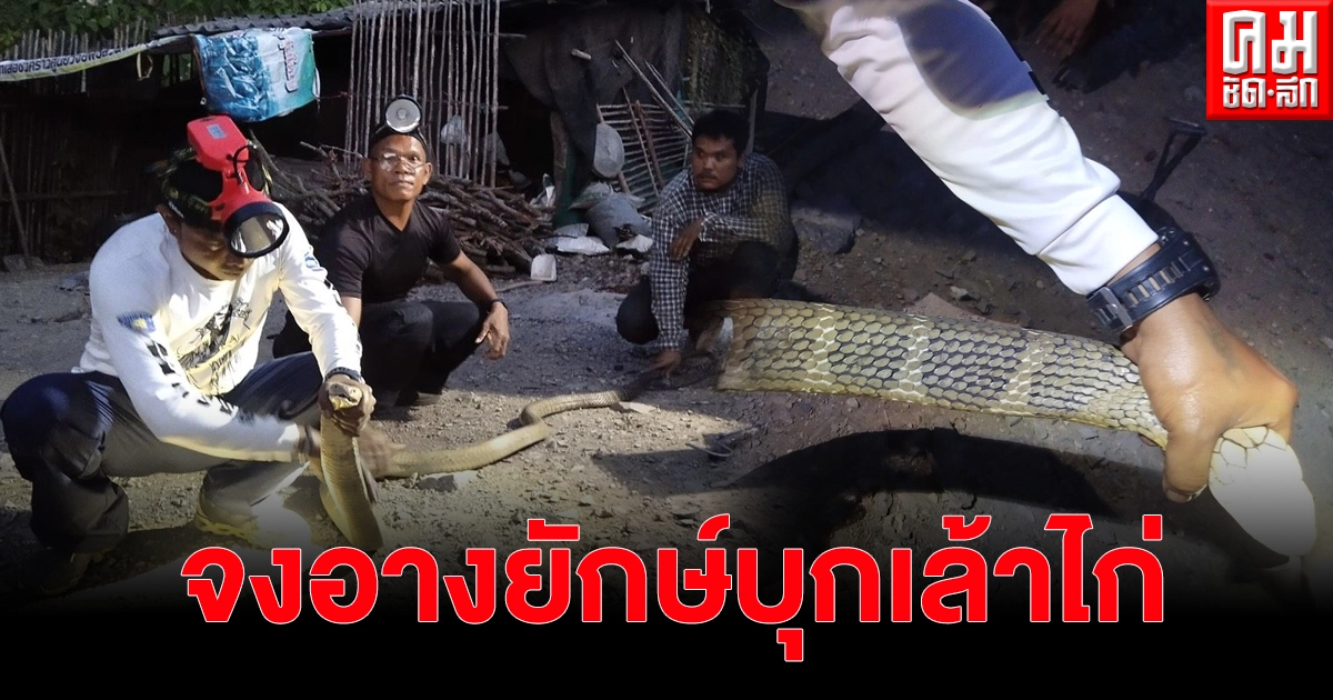 สุดฮือฮา จงอางขนาดเขื่อง ยาว3.5 เมตร หนักกว่า 5 กก.บุกเล้าไก่ ชาวบ้าน สุดฮือฮา จงอางขนาดเขื่อง ยาว3.5 เมตร หนักกว่า 5 กก.บุกเล้าไก่ ชาวบ้าน