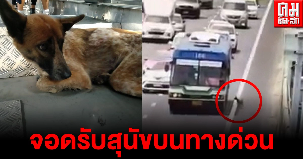 แห่ชื่นชมน้ำใจพนักงานขับรถเมล์ ปอ.166  จอดรถรับสุนัขหลงทางขึ้นรถบนทางด่วน 