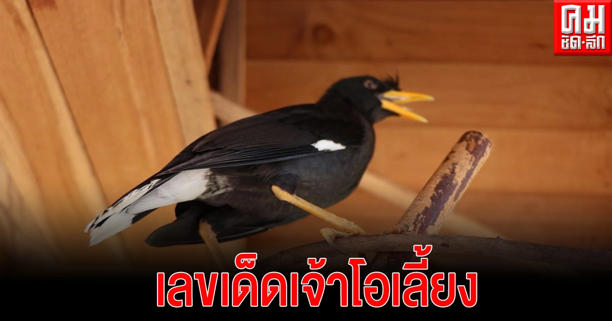 โค้งสุดท้ายชาวบ้าน และ นทท.แห่ขอเลขเด็ดเจ้าโอเลี้ยงนกเอี้ยงใบ้หวย ให้จิกเลขเสี่ยงทายแน่นวัด และนำผลไม้นานาชนิดมาฝาก โค้งสุดท้ายชาวบ้าน และ นทท.แห่ขอเลขเด็ดเจ้าโอเลี้ยงนกเอี้ยงใบ้หวย ให้จิกเลขเสี่ยงทายแน่นวัด และนำผลไม้นานาชนิดมาฝาก