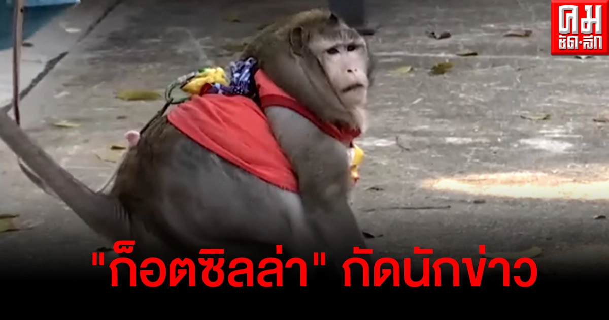 ลิง "ก็อตซิลล่า" กัดนักข่าวสาวต้องผ่าตัดด่วน อัปเดตล่าสุดแผลติดเชื้อเสี่ยงเข้าไอซียู ลิง "ก็อตซิลล่า" กัดนักข่าวสาวต้องผ่าตัดด่วน อัปเดตล่าสุดแผลติดเชื้อเสี่ยงเข้าไอซียู
