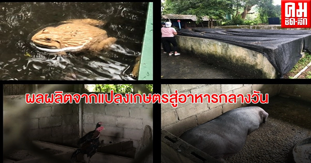 ผลผลิตจากแปลงเกษตรสู่อาหารกลางวัน สืบสานพระราชดำริเพื่อการพัฒนา ภายใต้โครงการ กพด.-ส.ป.ก. ผลผลิตจากแปลงเกษตรสู่อาหารกลางวัน สืบสานพระราชดำริเพื่อการพัฒนา ภายใต้โครงการ กพด.-ส.ป.ก.