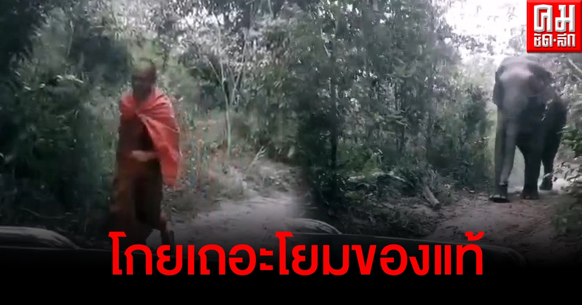 หลวงพี่ถึงกับวิ่งหน้าตั้ง ช้างป่าเจ้าสีดอโผล่ทักทาย "มันใหญ่มาก" หลวงพี่ถึงกับวิ่งหน้าตั้ง ช้างป่าเจ้าสีดอโผล่ทักทาย "มันใหญ่มาก"