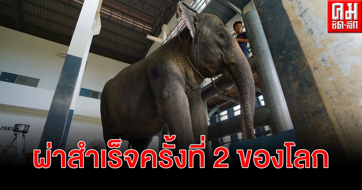 สุดยอด สัตวแพทย์ไทยผ่าตัดนิ่วในถุงน้ำดีช้างพังสายทองสำเร็จครั้งที่ 2 ของโลก สุดยอด สัตวแพทย์ไทยผ่าตัดนิ่วในถุงน้ำดีช้างพังสายทองสำเร็จครั้งที่ 2 ของโลก