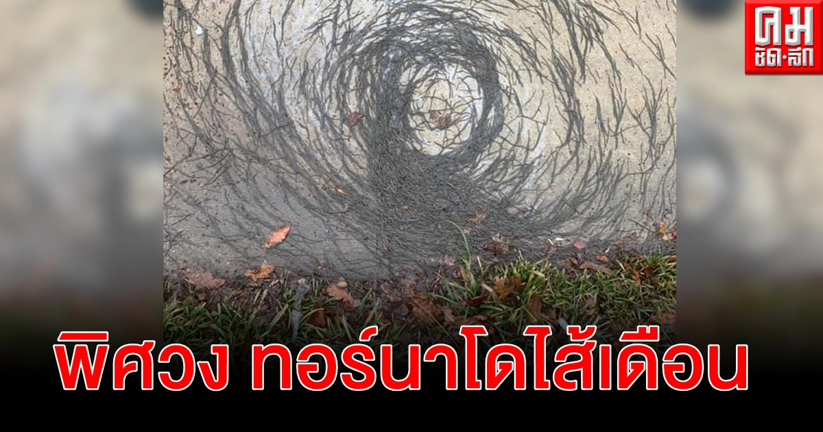 นักวิทย์ฉงน ไส้เดือนรวมตัวเหมือนรูปพายุทอร์นาโด หลังฝนตกในนิวเจอร์ซีย์ นักวิทย์ฉงน ไส้เดือนรวมตัวเหมือนรูปพายุทอร์นาโด หลังฝนตกในนิวเจอร์ซีย์