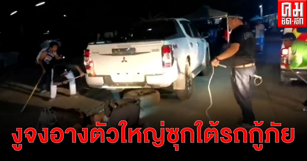 แตกตื่นทั้งรถ งูจงอางยาวกว่า 3 เมตร แอบซุกใต้รถกู้ภัย ใช้เวลาจับกว่า 1 ชั่วโมง แตกตื่นทั้งรถ งูจงอางยาวกว่า 3 เมตร แอบซุกใต้รถกู้ภัย ใช้เวลาจับกว่า 1 ชั่วโมง