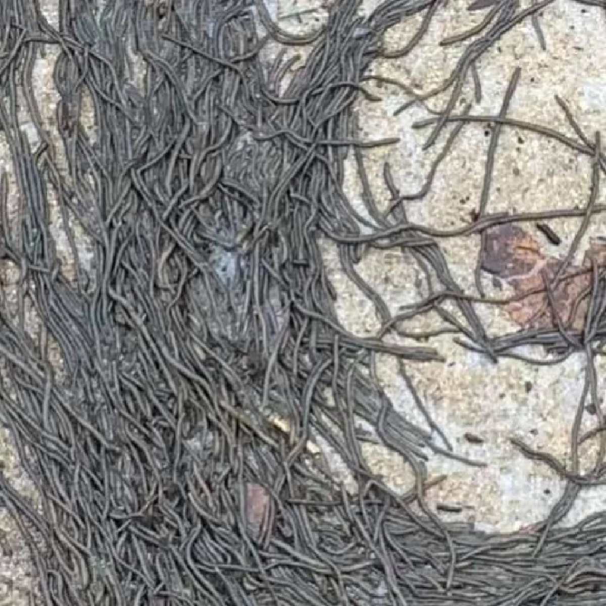 นักวิทย์ฉงน ไส้เดือนรวมตัวเหมือนรูปพายุทอร์นาโด หลังฝนตกในนิวเจอร์ซีย์