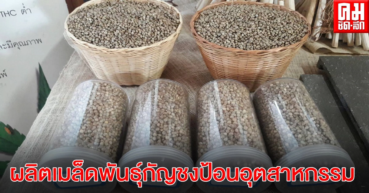 กรมส่งเสริมสหกรณ์จับมือกรมวิชาการเกษตร เตรียมสหกรณ์นำร่องผลิตเมล็ดพันธุ์กัญชงป้อนอุตสาหกรรม กรมส่งเสริมสหกรณ์จับมือกรมวิชาการเกษตร เตรียมสหกรณ์นำร่องผลิตเมล็ดพันธุ์กัญชงป้อนอุตสาหกรรม