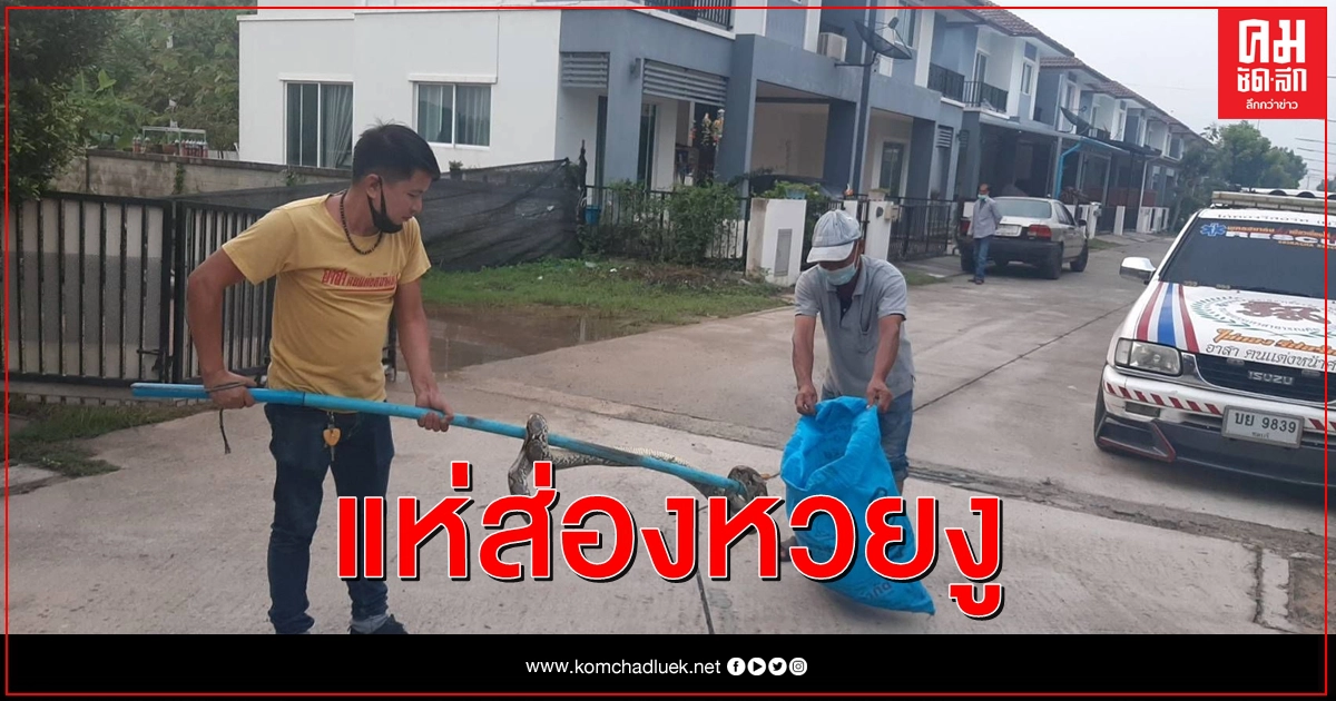 ผวา เรียกกู้ภัย งูหลามยาว 3 เมตร เลื้อยเข้าบ้าน คอหวยแห่ส่องเลข ผวา เรียกกู้ภัย งูหลามยาว 3 เมตร เลื้อยเข้าบ้าน คอหวยแห่ส่องเลข