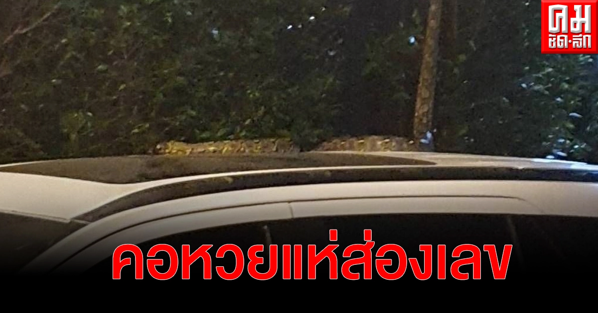 คอหวยแห่ส่องบ้านเลขที่ และทะเบียนรถ หลังพบงูหลามยาวกว่า 3 ม.เลื้อยเข้าบ้าน-หาอาหาร