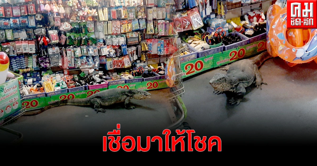 ตัวเงินตัวทองเกือบ 2 เมตร บุกร้าน 20 บาท ในห้าง BigC เจ้าของร้านเผยเลขเด็ดงวดนี้ เชื่อมาให้โชค ตัวเงินตัวทองเกือบ 2 เมตร บุกร้าน 20 บาท ในห้าง BigC เจ้าของร้านเผยเลขเด็ดงวดนี้ เชื่อมาให้โชค
