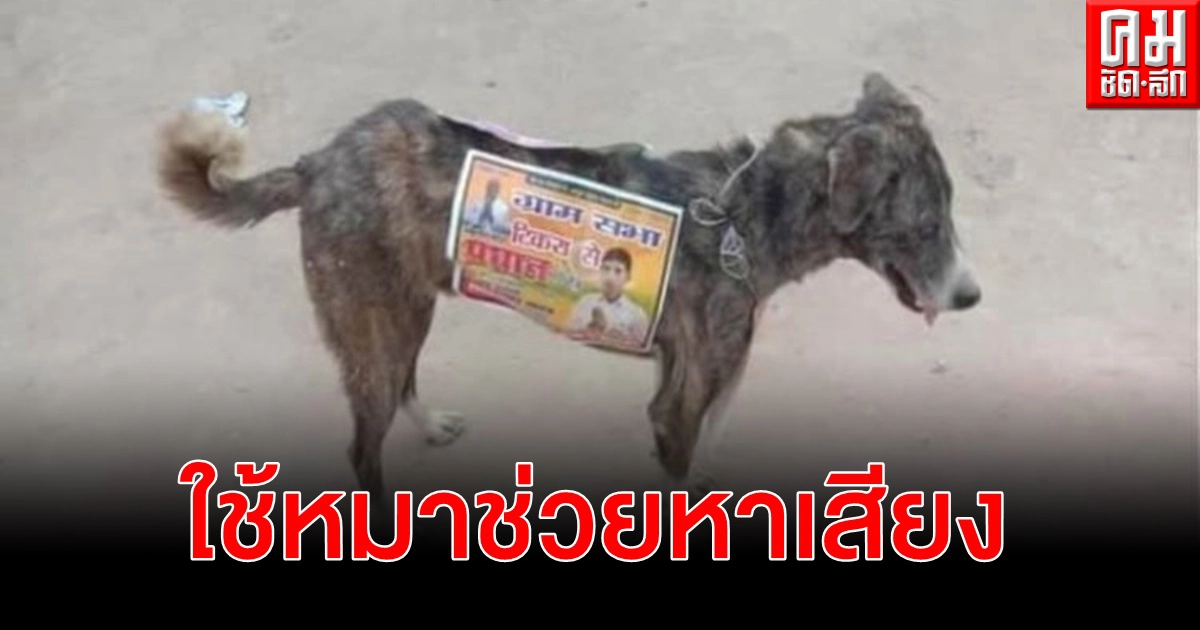 ผู้สมัครรับเลือกตั้งในอินเดียใช้สุนัขจรจัดเป็นป้ายหาเสียงเคลื่อนที่ ผู้สมัครรับเลือกตั้งในอินเดียใช้สุนัขจรจัดเป็นป้ายหาเสียงเคลื่อนที่