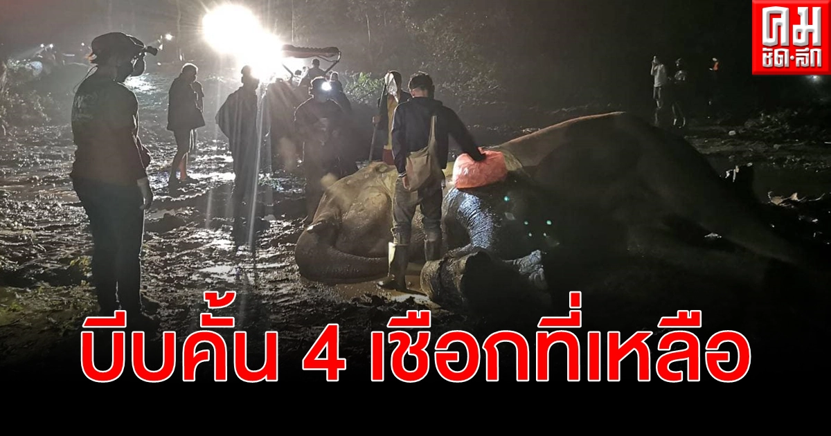 ด่วน ระดมแพทย์ช่วย 4 เชือกที่เหลือ อุบัติเหตุต้นไม้ล้มฟาดทับช้างที่แม่วาง ด่วน ระดมแพทย์ช่วย 4 เชือกที่เหลือ อุบัติเหตุต้นไม้ล้มฟาดทับช้างที่แม่วาง