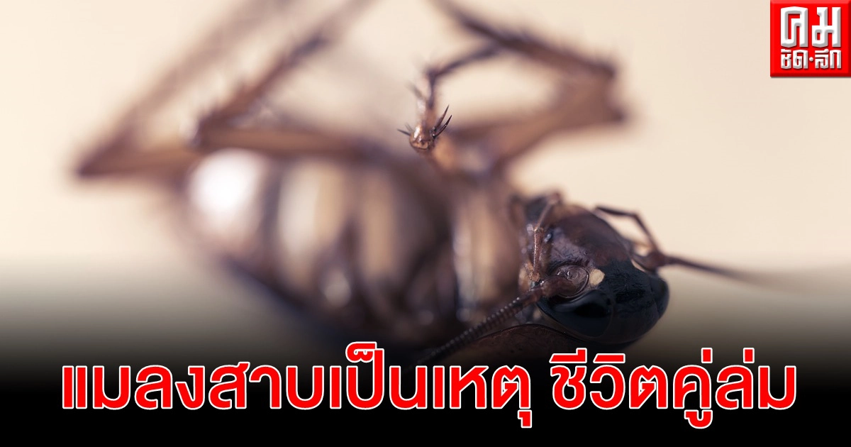 สามีขอหย่า เมียกลัวแมลงสาบจนต้องย้ายบ้านหนี 18 ครั้งใน 3 ปี สามีขอหย่า เมียกลัวแมลงสาบจนต้องย้ายบ้านหนี 18 ครั้งใน 3 ปี