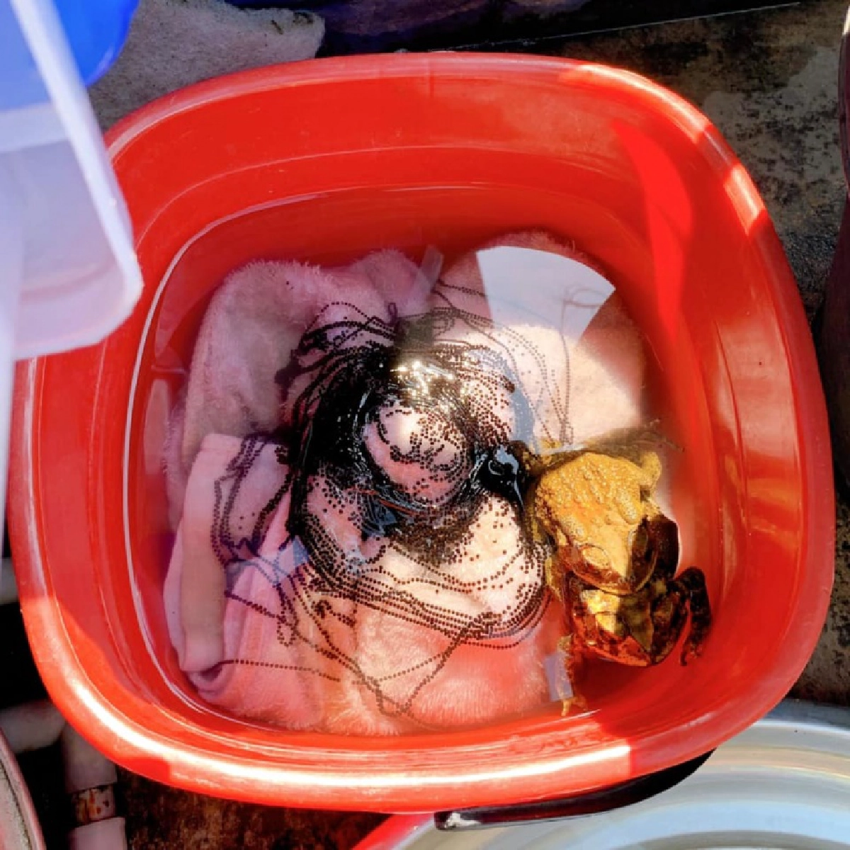 ขนลุก สาวแช่ผ้าทิ้งไว้กลับมาแทบเสียสติ คางคกผสมพันธุ์วางไข่เต็มกะละมัง