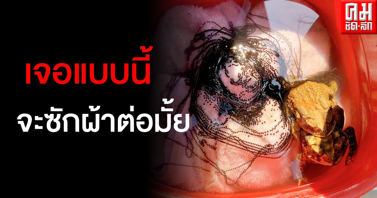 ขนลุก สาวแช่ผ้าทิ้งไว้กลับมาแทบเสียสติ คางคกผสมพันธุ์วางไข่เต็มกะละมัง