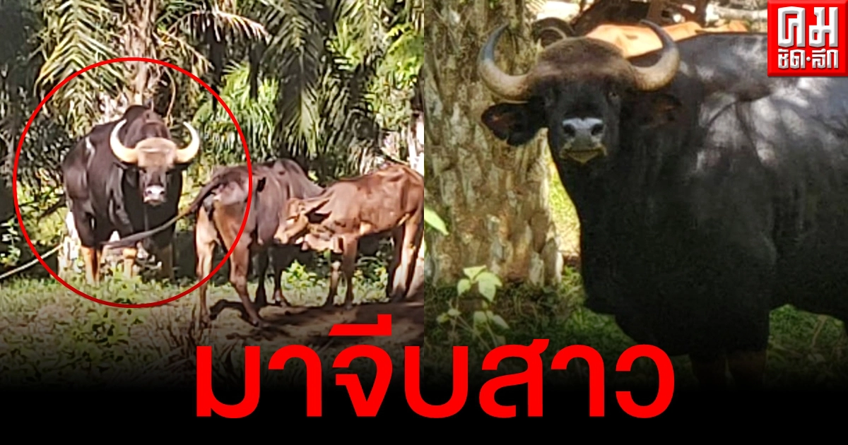 ไม่เบา กระทิงหนุ่มเห็นวัวสาว ป้วนเปี้ยนตามจีบไม่ห่าง เดือดร้อนจนท.ต้องผลักดันกลับเข้าป่า